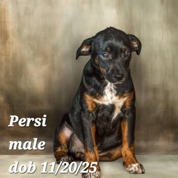 Vizsla and Corgi Dogs Available for Adoption - Persi | PetCurious