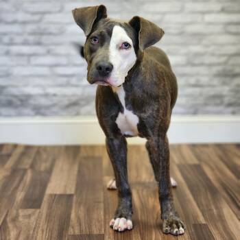 Phantom -  Terrier Dog for Adoption in Montgomery, Alabama - Phantom | PetCurious