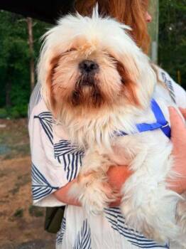 Fritz -  Shih Tzu Dog for Adoption in Troy, Virginia - Fritz | PetCurious