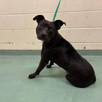 Mixed Breed Dogs Available for Adoption in Memphis, Tennessee - Lexi | PetCurious