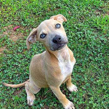Meadow -  Mixed Breed Dog for Adoption in Bostic, North Carolina - Meadow | PetCurious