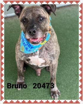 BRUNO -  Presa Canario and Pit Bull Terrier Dog for Adoption in Marietta, Georgia - BRUNO | PetCurious
