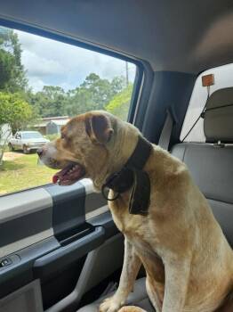 Gunther -  Mixed Breed Dog for Adoption in Mobile, Alabama - Gunther | PetCurious