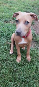 Abigail -  Labrador Retriever Dog for Adoption in Griswold, Connecticut - Abigail | PetCurious