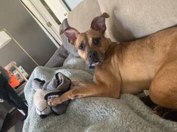 Boxer Dogs Available for Adoption - Nancy | PetCurious