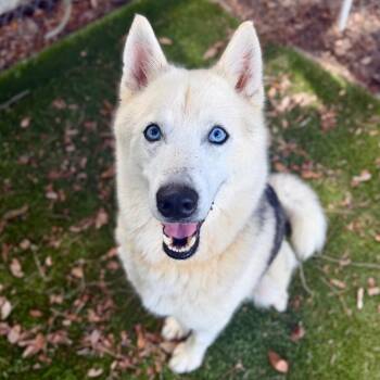 Dakota -  Mixed Breed Dog for Adoption in Milton, Florida - Dakota | PetCurious