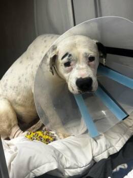 Nanita -  Mixed Breed Dog for Adoption in Chamblee, Georgia - Nanita | PetCurious