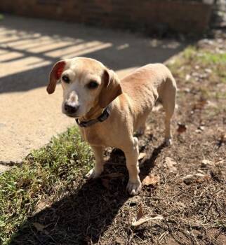 Buster -  Dachshund Dog for Adoption in Kings Mountain, North Carolina - Buster | PetCurious