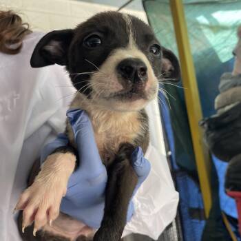 Pluto -  Pit Bull Terrier Dog for Adoption in Edinburg, Texas - Pluto | PetCurious