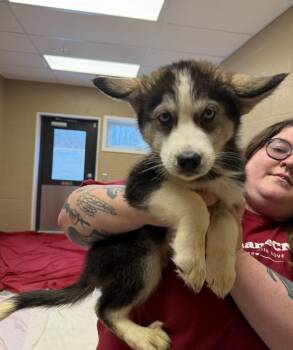 Husky Dogs Available for Adoption - Cedar | PetCurious