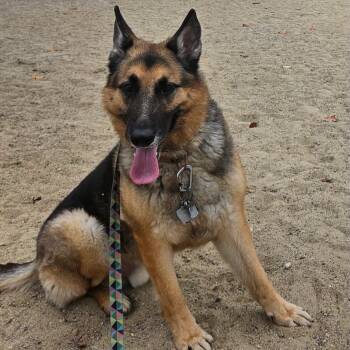 Ares -  German Shepherd Dog Dog for Adoption in Columbia, Maryland - Ares | PetCurious