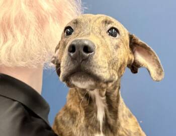 Corey -  Boxer and Pit Bull Terrier Dog for Adoption in Columbus, Indiana - Corey | PetCurious