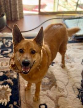 Charlie -  German Shepherd Dog Dog for Adoption in Yarnell, Arizona - Charlie | PetCurious