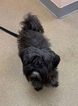 Shih Tzu Dogs Available for Adoption - Jeff | PetCurious