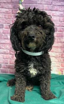 Penn -  Poodle Dog for Adoption in Durango, Colorado - Penn | PetCurious