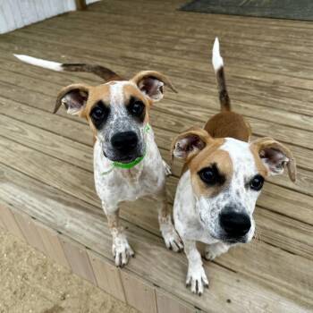 Toffee -  Mixed Breed Dog for Adoption in Northwood, New Hampshire - Toffee | PetCurious