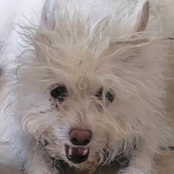 Rescue Maltese and Terrier Dogs for Adoption in Las Vegas, Nevada - Misty OS NV | PetCurious