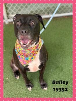 Presa Canario and Labrador Retriever Dogs Available for Adoption in Marietta, Georgia - BAILEY | PetCurious