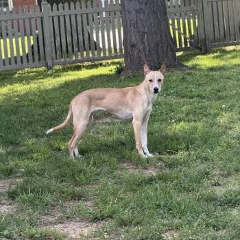 Lola -  Mixed Breed Dog Available for Adoption in Jeffersonville, Indiana - Lola | PetCurious