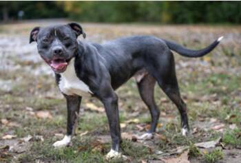 James Polk -  Mixed Breed Dog for Adoption in Terre Haute, Indiana - James Polk | PetCurious