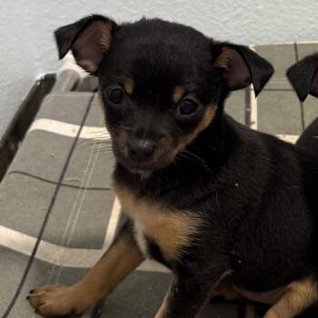 Chihuahua and Rat Terrier Dogs Available for Adoption in Chico, California - SCARLETT | PetCurious