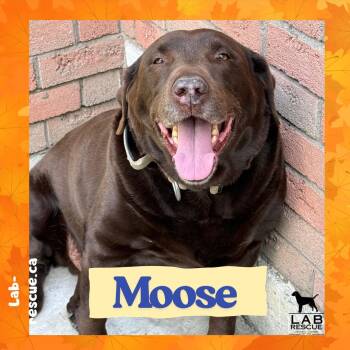 Moose -  Chocolate Labrador Retriever Dog for Adoption in Oakville, Ontario - Moose | PetCurious