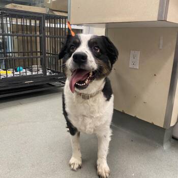 WAGS-Stray-22837_2 -  Australian Shepherd Dog for Adoption in Westminster, California - WAGS-Stray-22837_2 | PetCurious