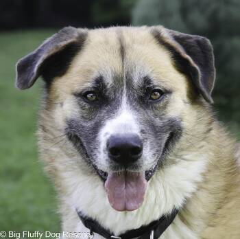 Rescue Anatolian Shepherd Dogs for Adoption in Nashville, Tennessee - Banjo | PetCurious