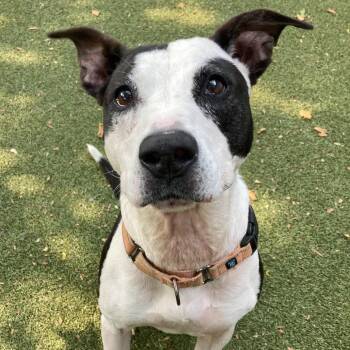 Rosie -  Mixed Breed Dog for Adoption in Providence, Rhode Island - Rosie | PetCurious