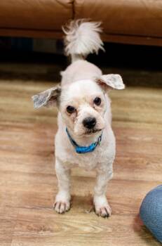 Rescue Shih Tzu Dogs for Adoption in Frankfort, New York - Fluff | PetCurious