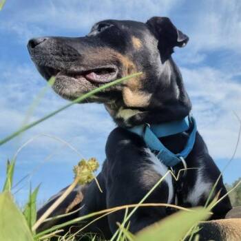 Rosie -  Cattle Dog and Mixed Breed Dog for Adoption in Leesburg, Alabama - Rosie | PetCurious