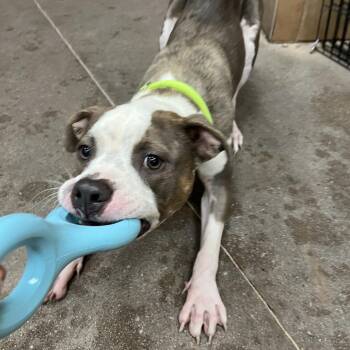 Romiette -  Pit Bull Terrier Dog for Adoption in Las Vegas, Nevada - Romiette | PetCurious