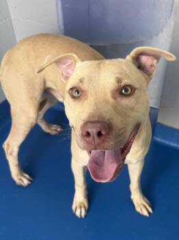 Rescue Terrier Dogs for Adoption in Lancaster, South Carolina - Gecko | PetCurious