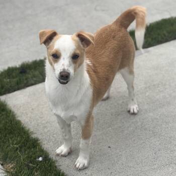 Chihuahua and Fox Terrier Dogs Available for Adoption in Ridgefield, Washington - Mr. Gentle CJ | PetCurious