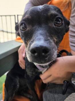 *DOLLY -  Chihuahua Dog for Adoption in Woodland, California - *DOLLY | PetCurious