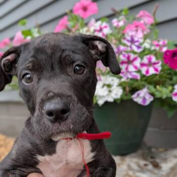 Mixed Breed Dogs Available for Adoption in Spring Hill, Tennessee - Flo | PetCurious