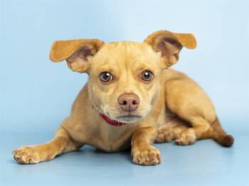 Chihuahua Dogs Available for Adoption in Phoenix, Arizona - BUTTERS | PetCurious