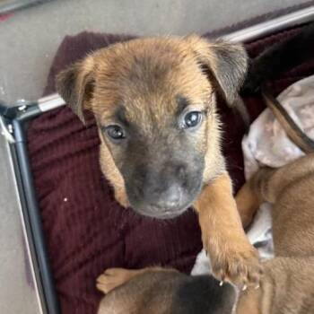 Mixed Breed Dogs Available for Adoption in Bentonville, Arkansas - Garnet | PetCurious