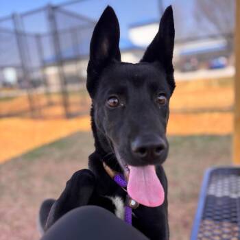 German Shepherd Dog and Mixed Breed Dogs Available for Adoption in York, Pennsylvania - Penalty Box | PetCurious