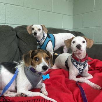 Aloe Blizzard -  Mixed Breed Dog for Adoption in State College, Pennsylvania - Aloe Blizzard | PetCurious