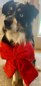 Rescue Australian Shepherd Dogs for Adoption in Ringwood, Illinois - 0974 Atticus | PetCurious