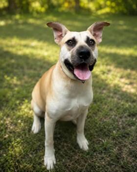 Arielle -  Mixed Breed Dog for Adoption in Lindenhurst, New York - Arielle | PetCurious