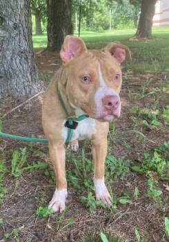 Tiana -  Pit Bull Terrier Dog for Adoption in Springfield, Illinois - Tiana | PetCurious