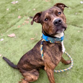 Mixed Breed Dogs Available for Adoption in Davenport, Iowa - Boone | PetCurious