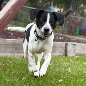 Rescue Beagle Dogs for Adoption in Grand Forks, North Dakota - Roscoe | PetCurious