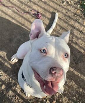 Mixed Breed Dogs Available for Adoption - VANILLA | PetCurious