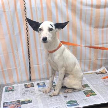 Moo Moo -  Rat Terrier and Australian Terrier Dog for Adoption in Melbourne, Kentucky - Moo Moo | PetCurious