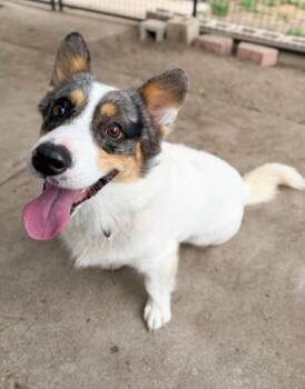 Ozzy -  Cardigan Welsh Corgi Dog for Adoption in Severance, Colorado - Ozzy | PetCurious