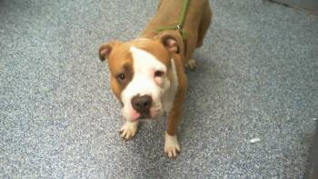 American Staffordshire Terrier Dogs Available for Adoption in Charlotte, North Carolina - BUSTER | PetCurious