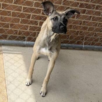 Bailey -  Shepherd Dog for Adoption in Birmingham, Alabama - Bailey | PetCurious